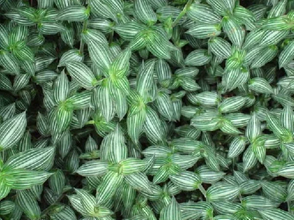 Puppy Ears Plant - Callisia elegans 2.5" Pot - Silver-Green Indoor Houseplant