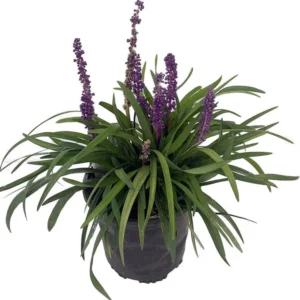 Purple Explosion Muscari Lilyturf – Gallon Pot – Evergreen Ground Cover – Sun/Shade