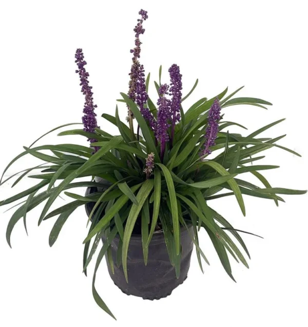 Purple Explosion Muscari Lilyturf – Gallon Pot – Evergreen Ground Cover – Sun/Shade