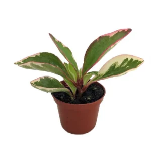 Rainbow Ginny Peperomia Semi-Succulent - 2.5 Inch Pot Indoor Plant