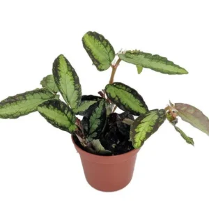 Rainbow Vine Plant - Pellionia daveauana 2.5" Pot - Trailing Indoor Terrarium Plant