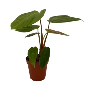 Rare Fuzzy Petiole Philodendron - 4