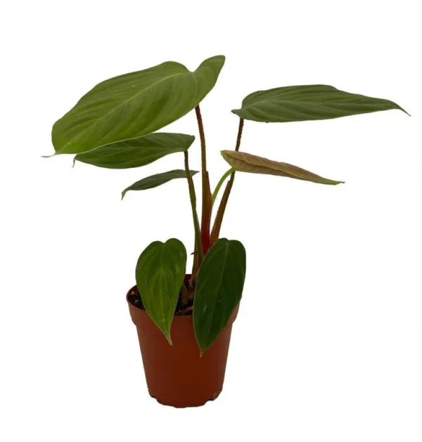 Rare Fuzzy Petiole Philodendron - 4" Pot Collector’s Indoor Plant