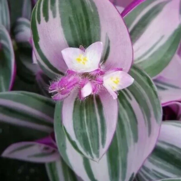 Rare Nanouk Pink Tradescantia - Houseplant, 2" Pot, Vibrant Foliage, Easy Care