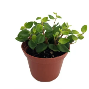 Rare Pepperspot Peperomia Houseplant - 2.5" Pot, Glossy Green Leaves