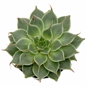 Rare Silver Star Succulent - Graptoveria Hybrid Plant in 2