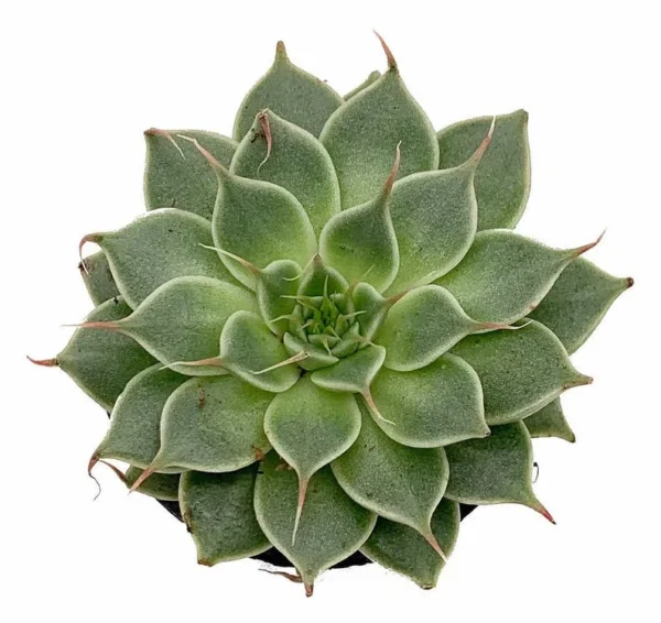 Rare Silver Star Succulent - Graptoveria Hybrid Plant in 2" Pot