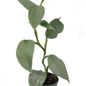 Rare Silver Sword Philodendron Hastatum Live Plant – 4" Pot – Exotic Indoor Vine