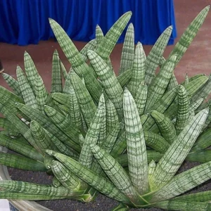 Rare Starfish Snake Plant - Sansevieria Boncellensis - 2" Pot - Unique Succulent for Indoor Use