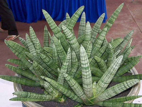 Rare Starfish Snake Plant - Sansevieria Boncellensis - 2" Pot - Unique Succulent for Indoor Use