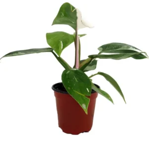 Rare White Princess Philodendron - Collector's Indoor Plant - 4