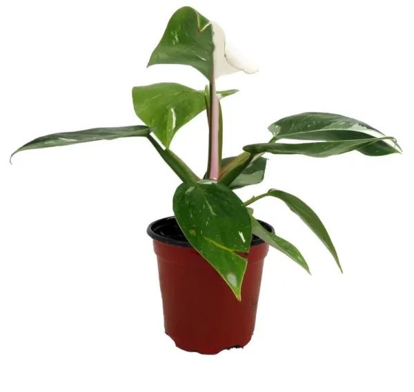 Rare White Princess Philodendron - Collector's Indoor Plant - 4" Pot