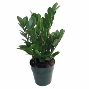 Rare ZZ Plant - Hardy Indoor Houseplant - Zamioculcas Zamiifolia in 6