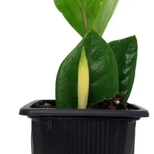 Rare ZZ Plant - Zamioculcas zamiifolia in 3