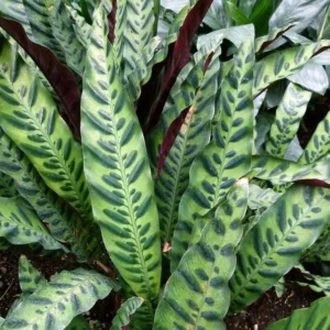 Rattlesnake Plant - Calathea lancifolia - Indoor Houseplant - 2.5