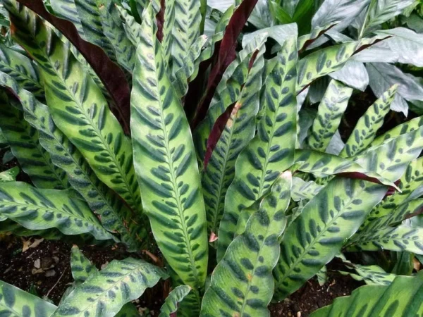 Rattlesnake Plant - Calathea lancifolia - Indoor Houseplant - 2.5" Pot