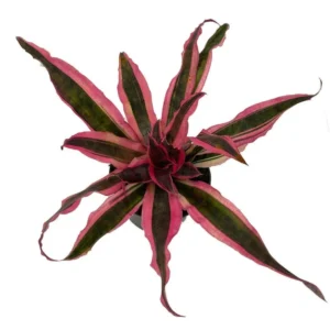 Red Baron Cryptanthus Earth Star Plant – 5