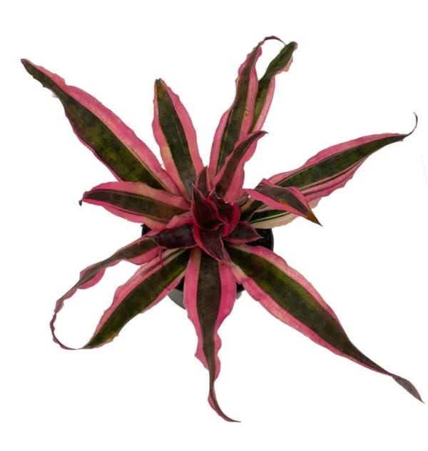 Red Baron Cryptanthus Earth Star Plant – 5" Pot, Easy Indoor Houseplant