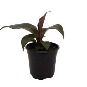 Red Heart Philodendron - Rare Indoor Houseplant in 4-Inch Pot