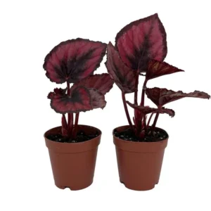 Red Rex Begonia – 2 Houseplants in 2