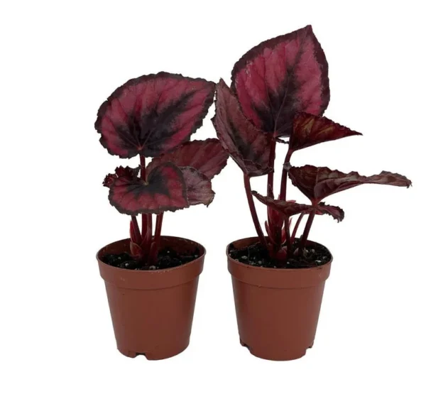 Red Rex Begonia – 2 Houseplants in 2" Pots with Bold Red Leaves