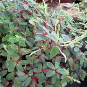 Red Trailing Peperomia Rubella – 2.5” Pot – Small-Leaf Vine with Scarlet Red Stems