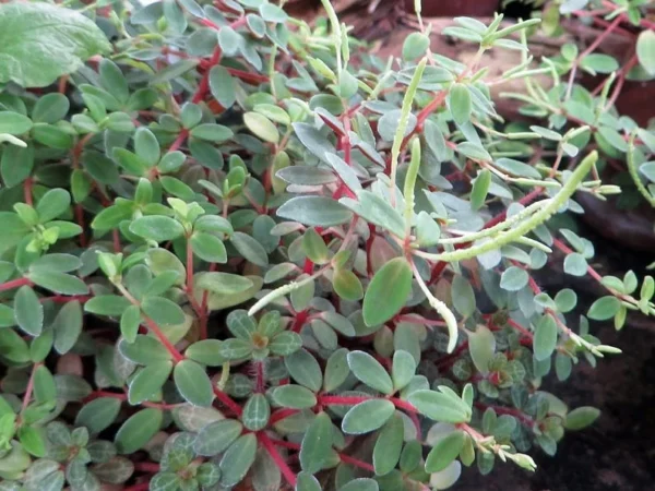 Red Trailing Peperomia Rubella – 2.5” Pot – Small-Leaf Vine with Scarlet Red Stems