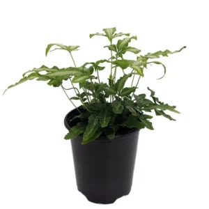 Ribbon Table Fern Plant - 3.5