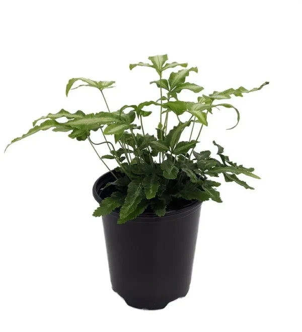 Ribbon Table Fern Plant - 3.5" Pot, Indoor Easy-Care Pteris Cretica Albolineata