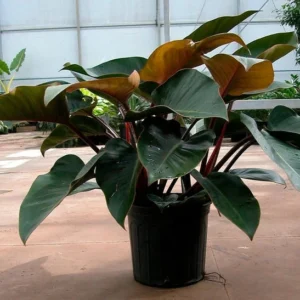 Rojo Congo Philodendron Live Plant - Easy Care Tropical Houseplant 4