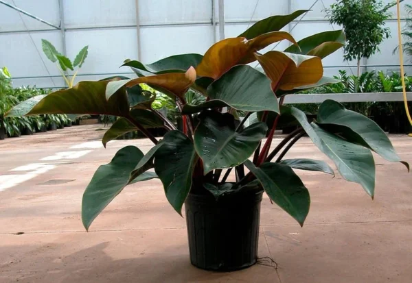 Rojo Congo Philodendron Live Plant - Easy Care Tropical Houseplant 4" Pot