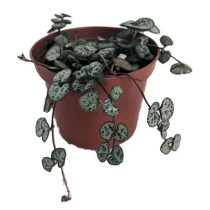 Rosary Vine Ceropegia woodii – String of Hearts 2.5