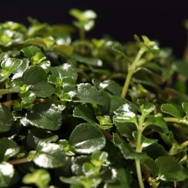 Sao Paulo Pilea depressa - Compact Houseplant in 2.5 Inch Pot