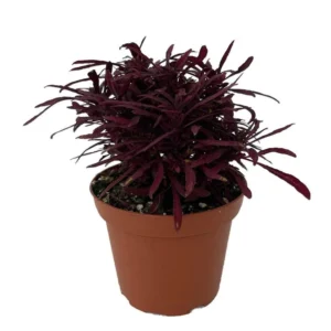 Sea Urchin Red Solenostemon House Plant - 3.7" Pot - Vibrant Red & Green Foliage