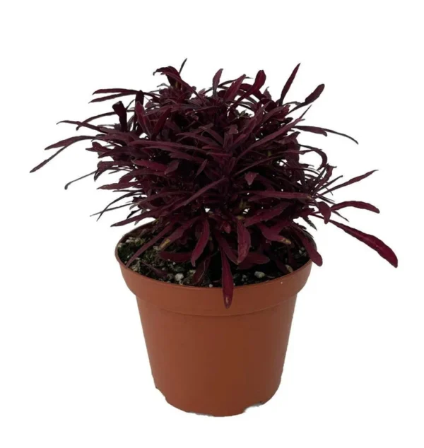 Sea Urchin Red Solenostemon House Plant - 3.7" Pot - Vibrant Red & Green Foliage