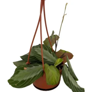 Silver Band Prayer Plant - Maranta leuconeura - 4