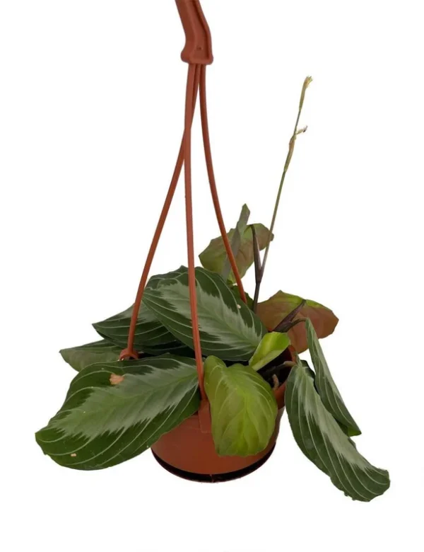 Silver Band Prayer Plant - Maranta leuconeura - 4" Hanging Basket - Easy Care Indoor Plant