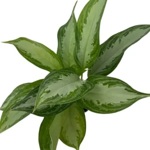 Silver Bay Aglaonema Plant - 4" Pot - Low Light Indoor Chinese Evergreen