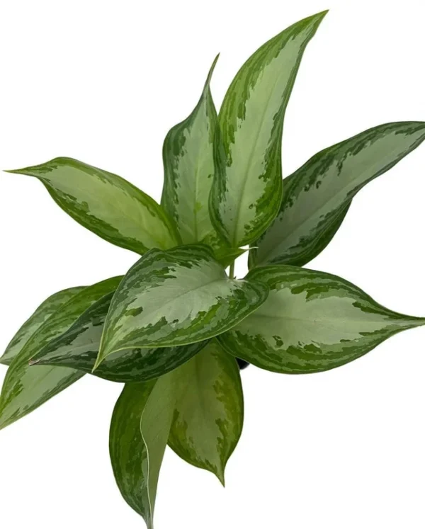 Silver Bay Aglaonema Plant - 4" Pot - Low Light Indoor Chinese Evergreen