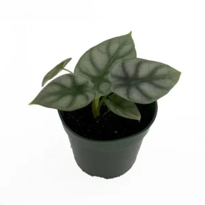 Silver Dragon Alocasia - African Mask Plant - 4" Pot Indoor Houseplant