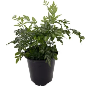 Silver Lace Fern Plant - 4 Inch Pot - Indoor Easy Care Houseplant