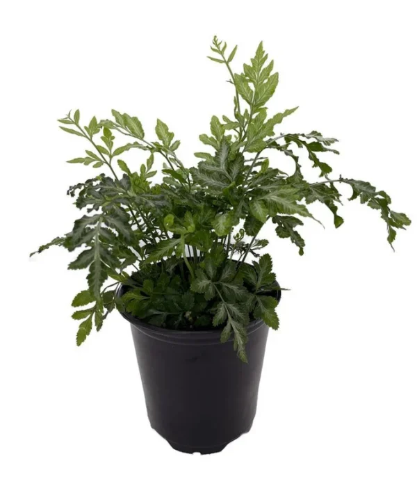 Silver Lace Fern Plant - 4 Inch Pot - Indoor Easy Care Houseplant