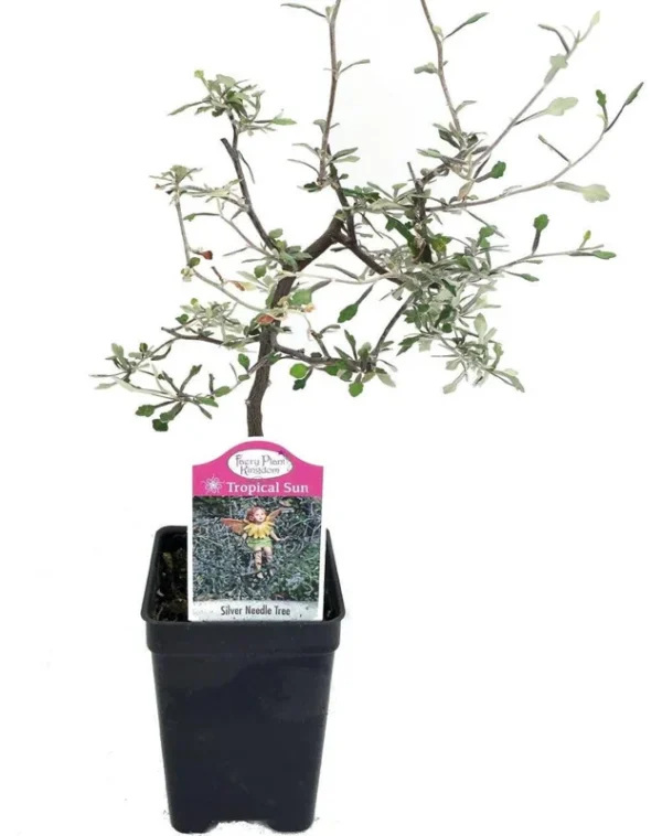 Silver Needle Ghost Tree - Corokia Plant in 2.5" Pot - Fairy Garden & Indoor House Plant