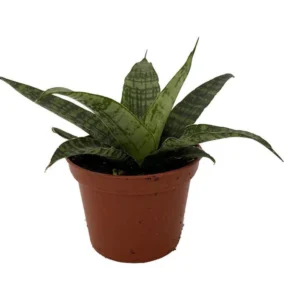 Silver Steel Snake Plant - Sanseveria Hybrid - 2.5 Inch Pot - Hardy Easy Care Houseplant