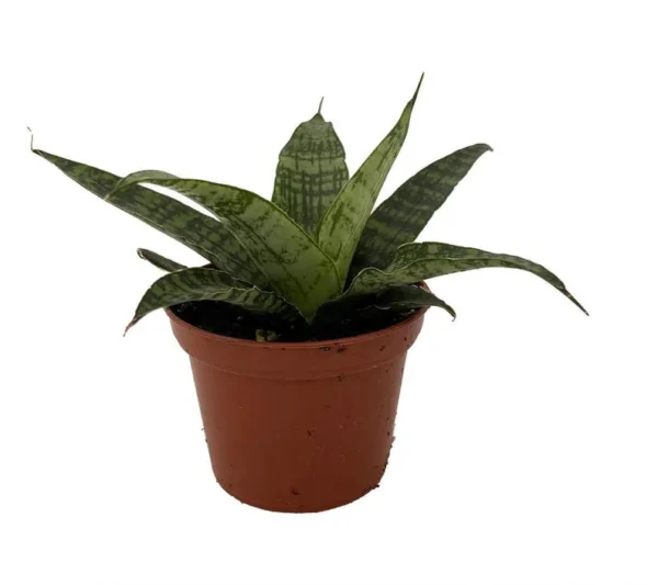 Silver Steel Snake Plant - Sanseveria Hybrid - 2.5 Inch Pot - Hardy Easy Care Houseplant