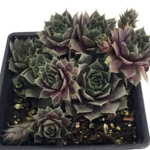 Silverine Moon Hens & Chicks Succulent Plant – Quart Pot – Hardy Sempervivum