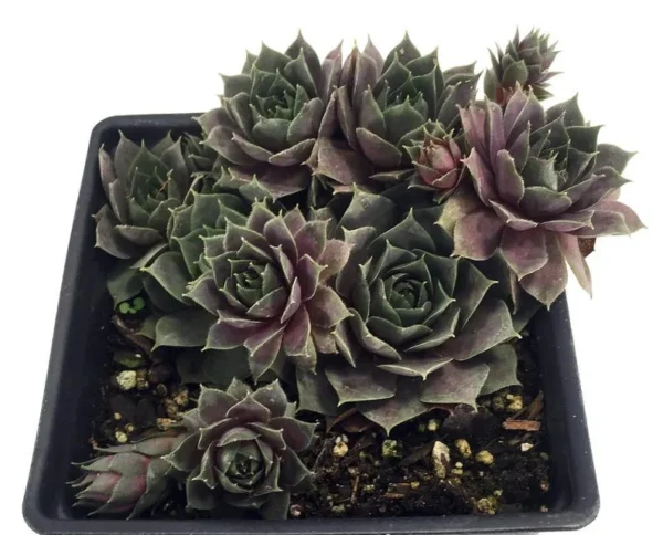 Silverine Moon Hens & Chicks Succulent Plant – Quart Pot – Hardy Sempervivum