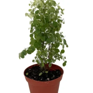 Snowbush Breynia disticha - Tropical Indoor Plant - 4 Inch Pot