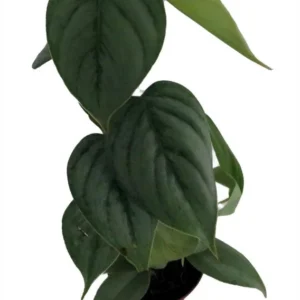 Sodiroi Philodendron - Decorative House Plant with Silver Stripes - 2" Pot