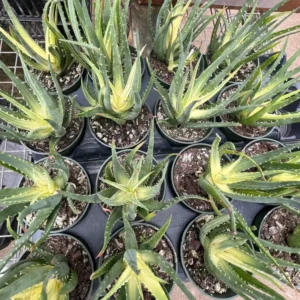 Solar Flare Aloe Plant – Indoor Succulent, 4